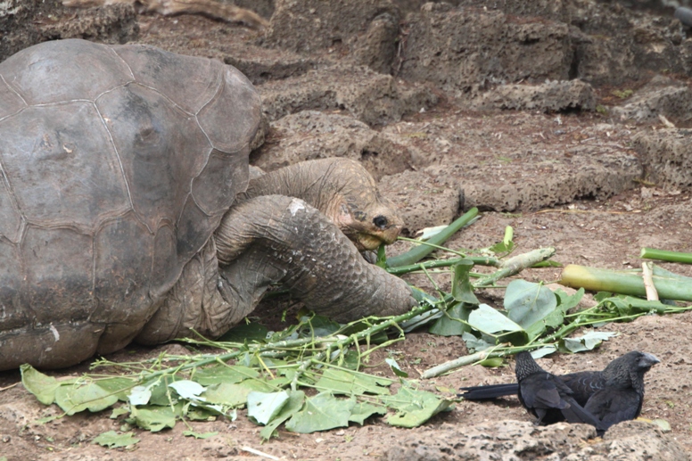 galapagos